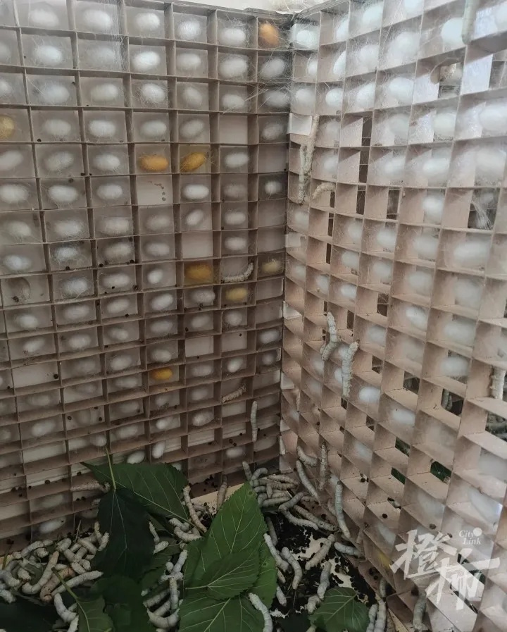 儿子想做床蚕丝被,一家三口网购了1.2万只蚕宝宝!妈妈崩溃:“养蚕养到想报警”…… 儿子想做床蚕丝被,一家三口网购了1.2万只蚕宝宝!妈妈崩溃:“养蚕养到想报警”……