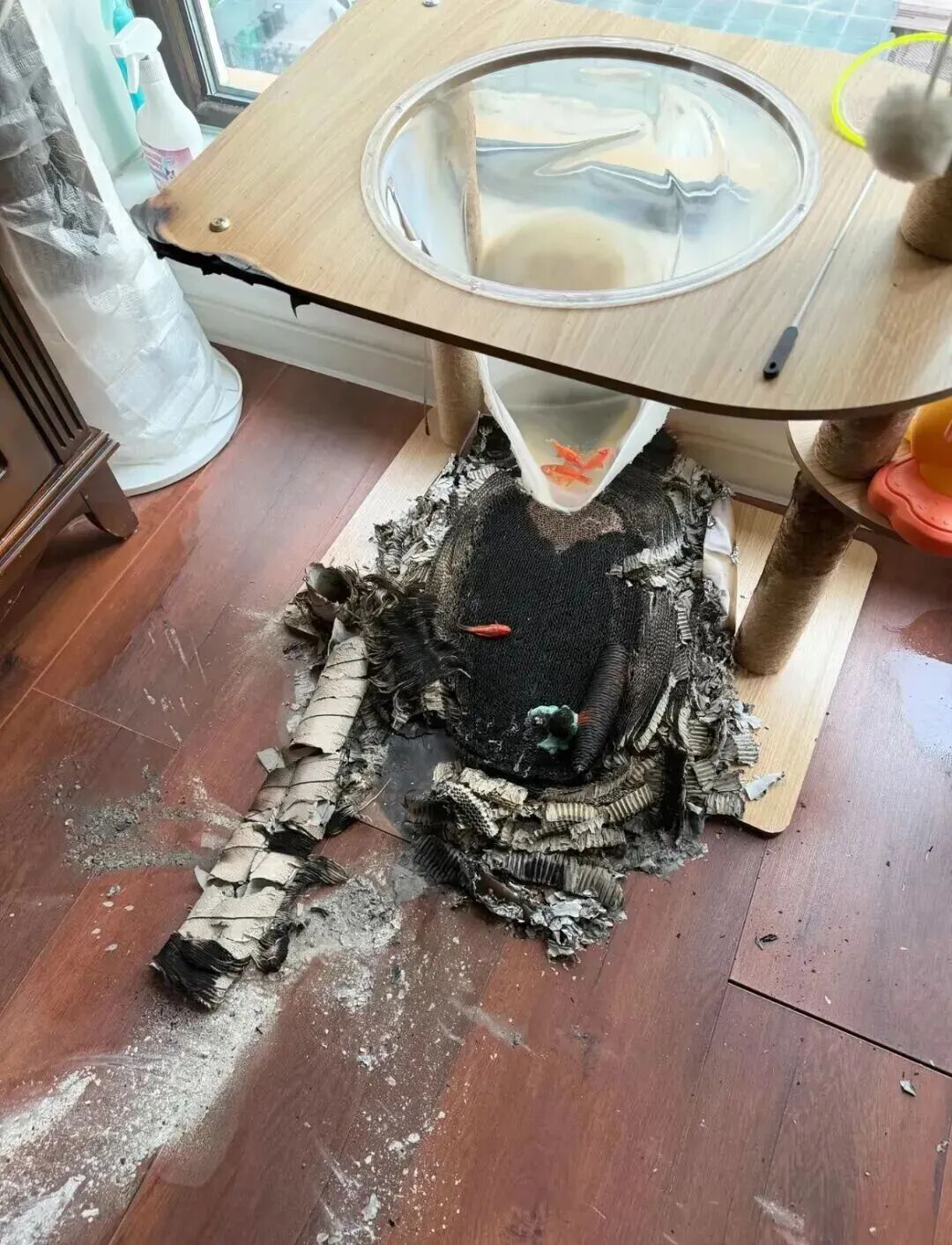 一男子家中莫名起火又自行熄灭？源头竟在猫爬架上...