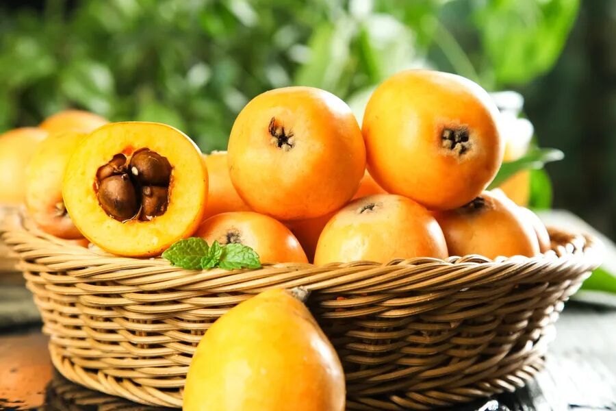 吃枇杷止咳?误会大了!药师:你吃的只是“糖水”,叶子才是真主角 吃枇杷止咳?误会大了!药师:你吃的只是“糖水”,叶子才是真主角