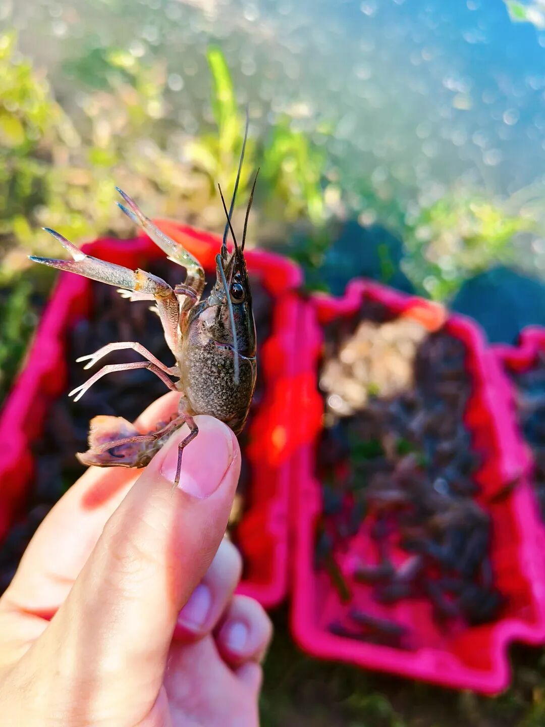 每斤卖到100元!青岛人爱吃的这种美味,中秋节前就能上市→ 每斤卖到100元!青岛人爱吃的这种美味,中秋节前就能上市→