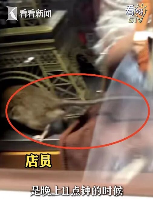 上海官方介入:已被约谈,再继续停业一周左右!网友拍到“大老鼠”... 上海官方介入:已被约谈,再继续停业一周左右!网友拍到“大老鼠”...