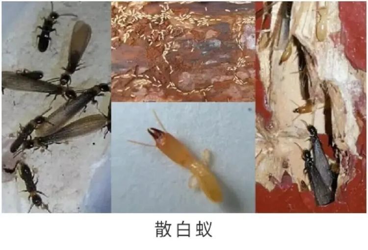 近期高发！上海市民家中深夜惊现“泥丘”，它们已开始蠢蠢欲动，专家提醒：密切关注“三线一区”