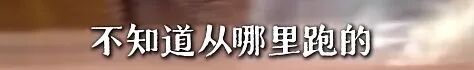 上海官方介入:已被约谈,再继续停业一周左右!网友拍到“大老鼠”... 上海官方介入:已被约谈,再继续停业一周左右!网友拍到“大老鼠”...