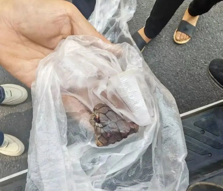 毒蛇咬伤,三天三夜急救!这些应对常识要知道 毒蛇咬伤,三天三夜急救!这些应对常识要知道