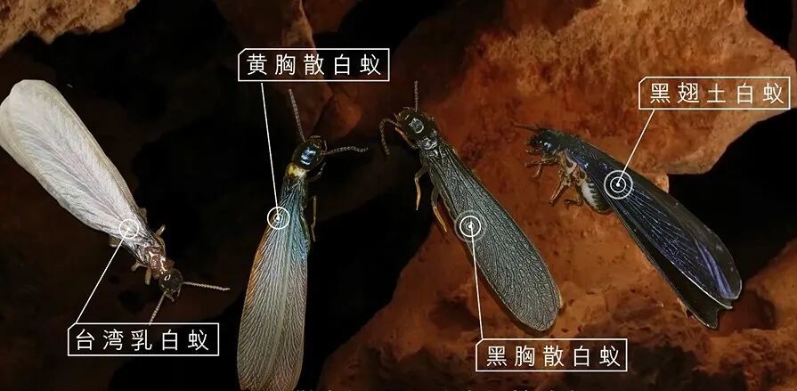 进入高发期!上海多位市民家中惊现神秘“泥丘”,18天124件求助!重要提醒→ 进入高发期!上海多位市民家中惊现神秘“泥丘”,18天124件求助!重要提醒→