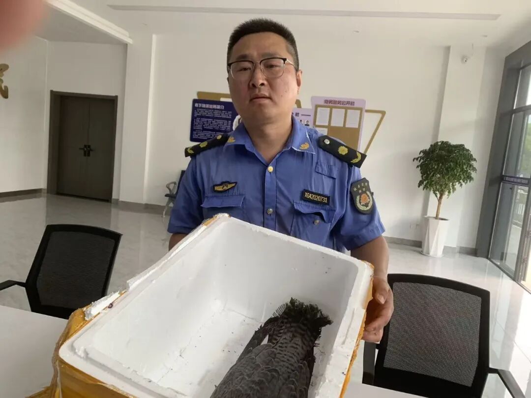 “王牌飞行员”游隼落难,眼神里仍然写满“惹不起” “王牌飞行员”游隼落难,眼神里仍然写满“惹不起”