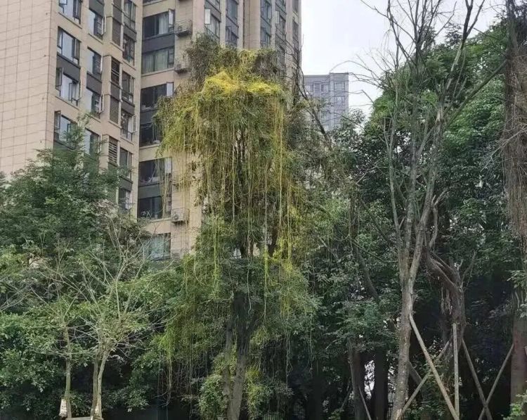 紧急提醒!看到立即上报,成都街头已出现 紧急提醒!看到立即上报,成都街头已出现