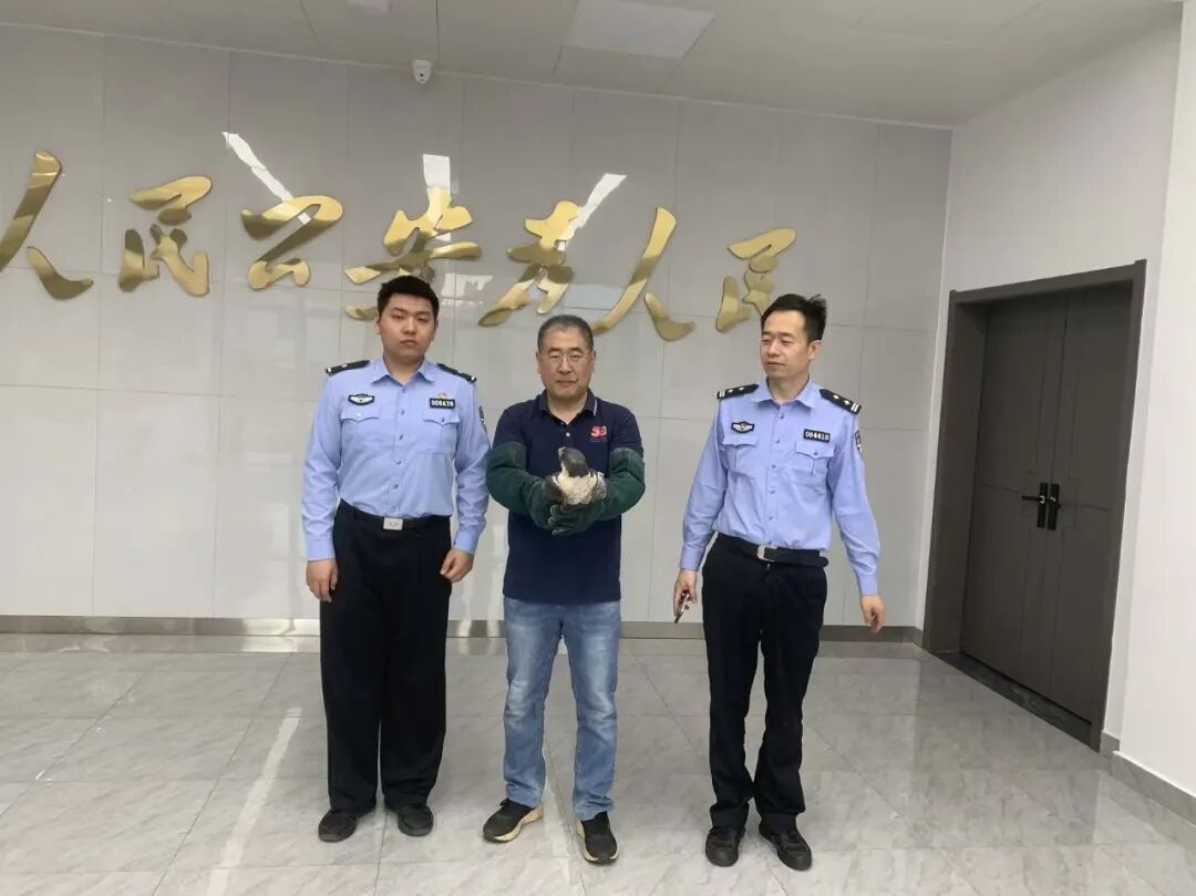 “王牌飞行员”游隼落难,眼神里仍然写满“惹不起” “王牌飞行员”游隼落难,眼神里仍然写满“惹不起”