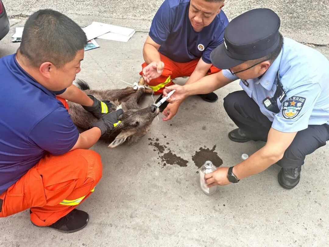罕见!中华斑羚现身北京街头 罕见!中华斑羚现身北京街头
