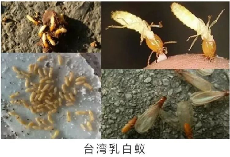 近期高发！上海市民家中深夜惊现“泥丘”，它们已开始蠢蠢欲动，专家提醒：密切关注“三线一区”