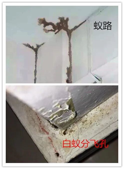 近期高发！上海市民家中深夜惊现“泥丘”，它们已开始蠢蠢欲动，专家提醒：密切关注“三线一区”
