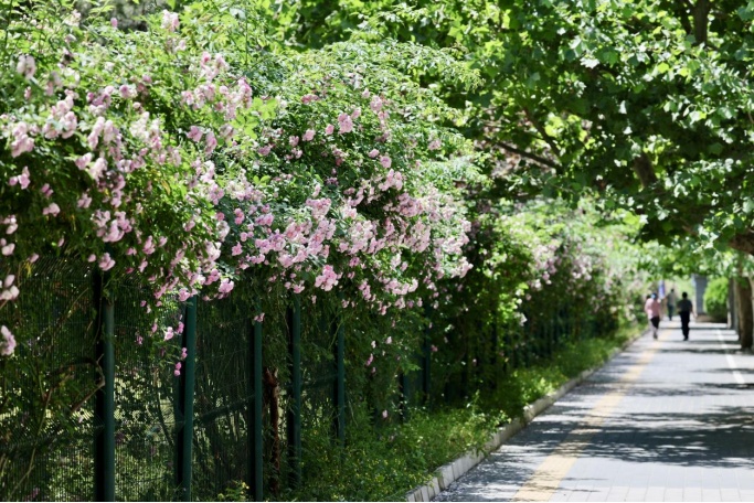 夏日“顶流”!北京这几处蔷薇花墙,出片率100% 夏日“顶流”!北京这几处蔷薇花墙,出片率100%