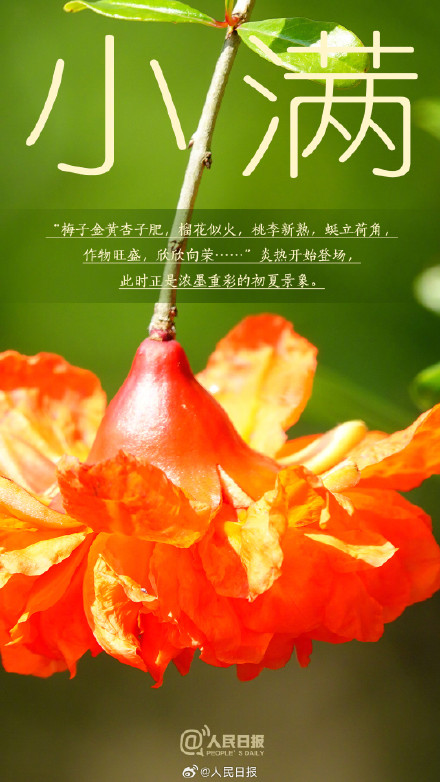 今日，小满遇上521