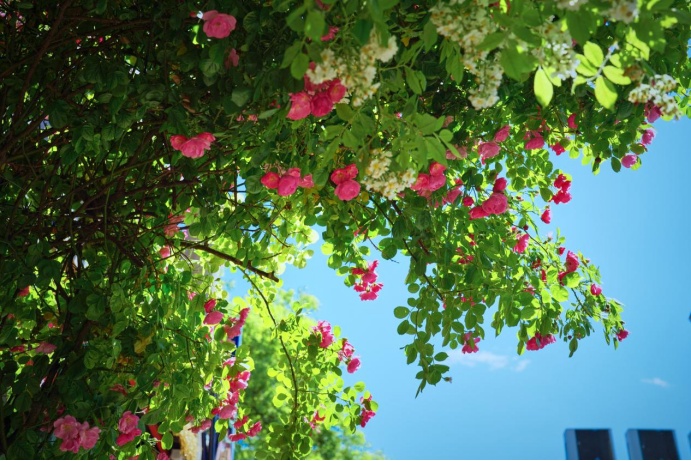 夏日“顶流”!北京这几处蔷薇花墙,出片率100% 夏日“顶流”!北京这几处蔷薇花墙,出片率100%