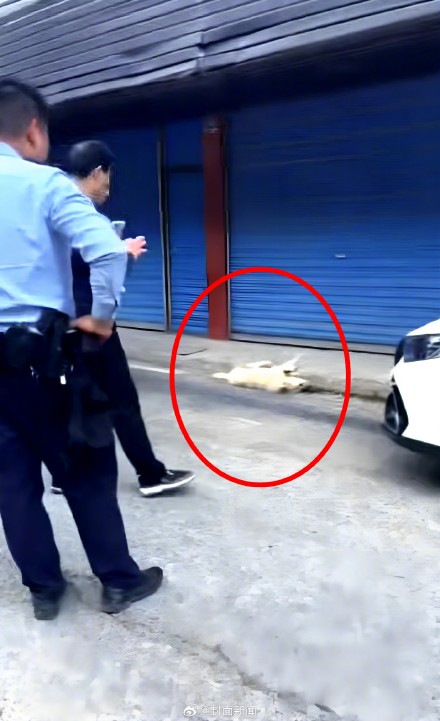 恶犬发狂伤人 被合力捕杀