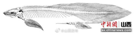 三叠纪最大肺鱼化石现身山西 距今约2.42亿年