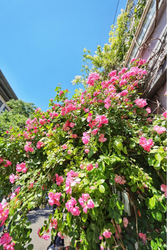 夏日“顶流”!北京这几处蔷薇花墙,出片率100% 夏日“顶流”!北京这几处蔷薇花墙,出片率100%