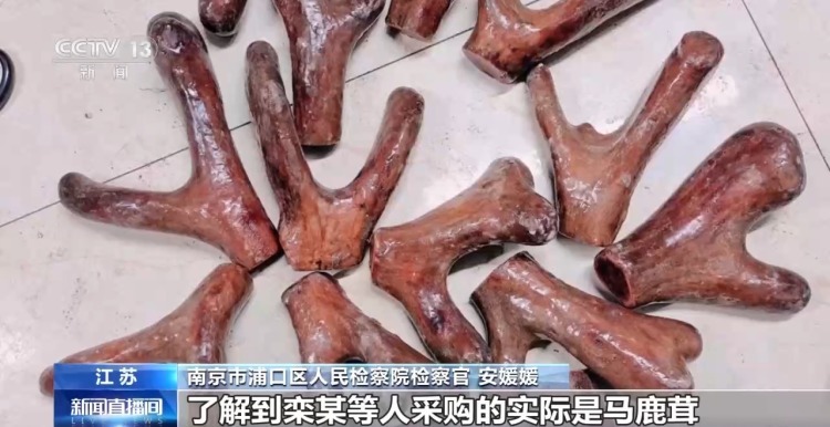 谐音设局+强买强卖 售卖假鹿茸犯罪团伙28人全部获刑 谐音设局+强买强卖 售卖假鹿茸犯罪团伙28人全部获刑