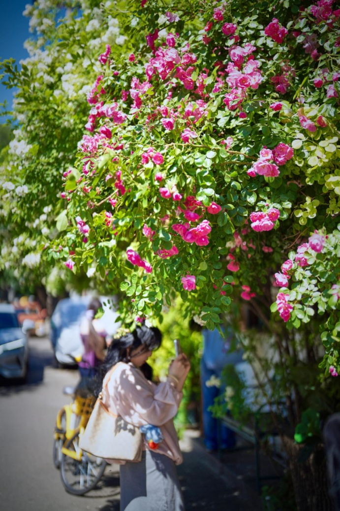 夏日“顶流”!北京这几处蔷薇花墙,出片率100% 夏日“顶流”!北京这几处蔷薇花墙,出片率100%