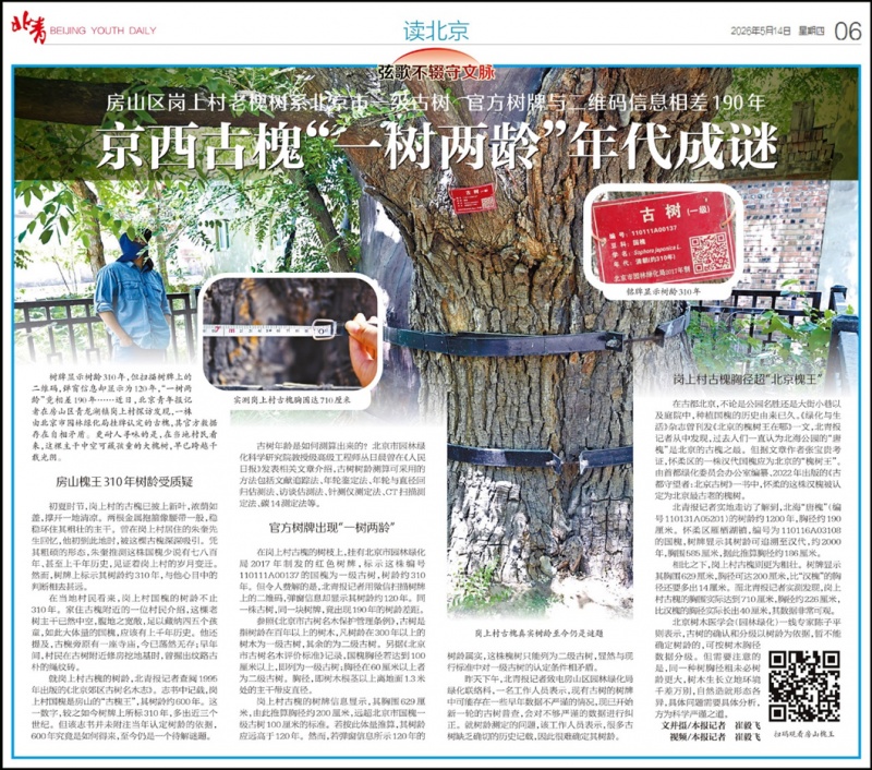 北京古槐“一树两龄”后续来了！树龄统一为310年，“身高胸围”也改了