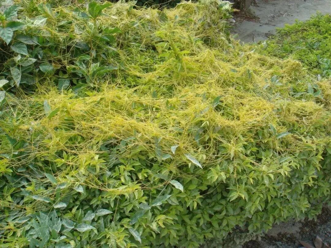 成都街头现“植物吸血鬼” !@成都人,发现请立刻上报 成都街头现“植物吸血鬼” !@成都人,发现请立刻上报