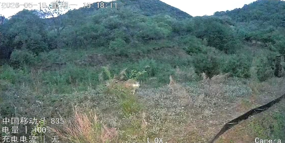 黑龙江一老虎现林蛙养殖场，被监控拍到时“两眼放光”，当地：下山觅食没有伤人