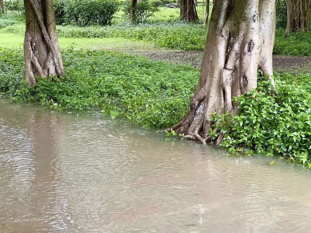 上海黄梅天提前了?还没有!未来一段时间内,湿度仍然较高 上海黄梅天提前了?还没有!未来一段时间内,湿度仍然较高