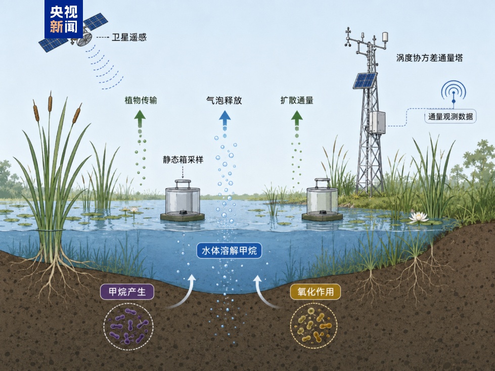 科学家首次定量揭示湿地甲烷排放概率