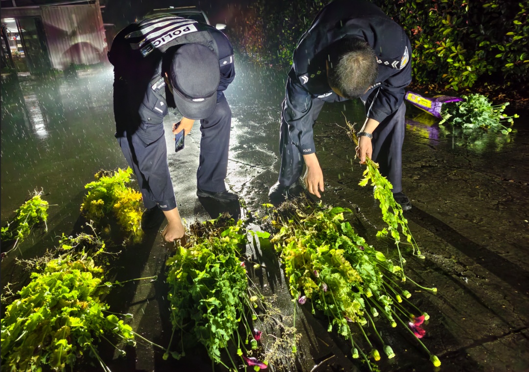 小满至，万物盈！警惕撒“恶种”开“恶花”，有人刚被行拘十日！