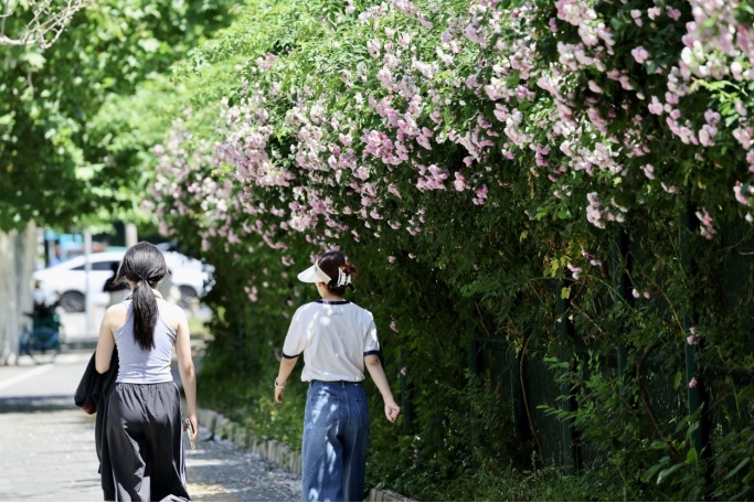 夏日“顶流”!北京这几处蔷薇花墙,出片率100% 夏日“顶流”!北京这几处蔷薇花墙,出片率100%