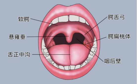 鱼刺卡喉如何自救？正确做法看这里→