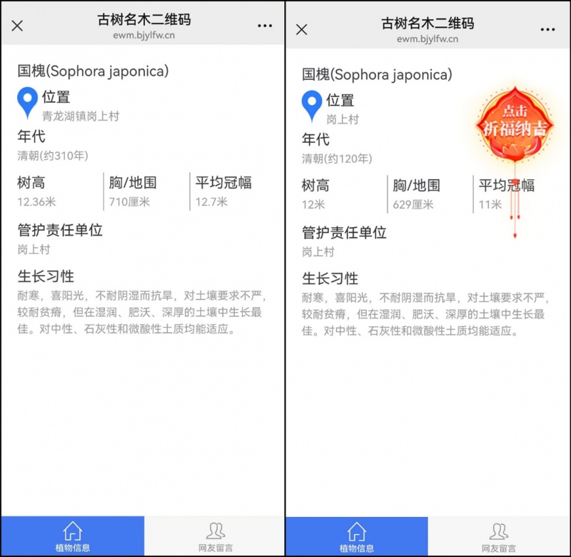 北京古槐“一树两龄”后续来了！树龄统一为310年，“身高胸围”也改了