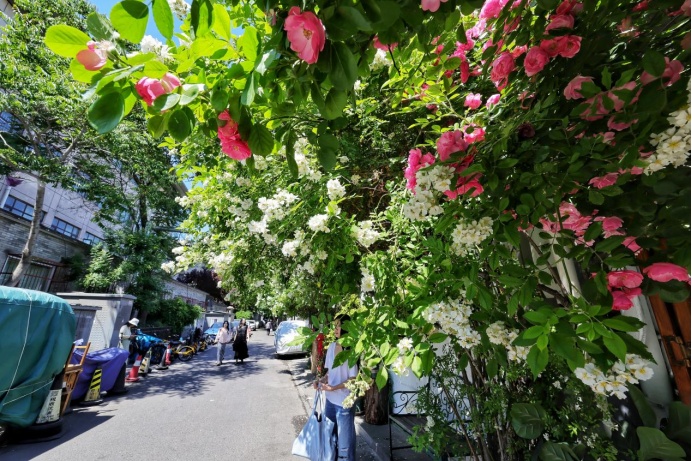 夏日“顶流”!北京这几处蔷薇花墙,出片率100% 夏日“顶流”!北京这几处蔷薇花墙,出片率100%