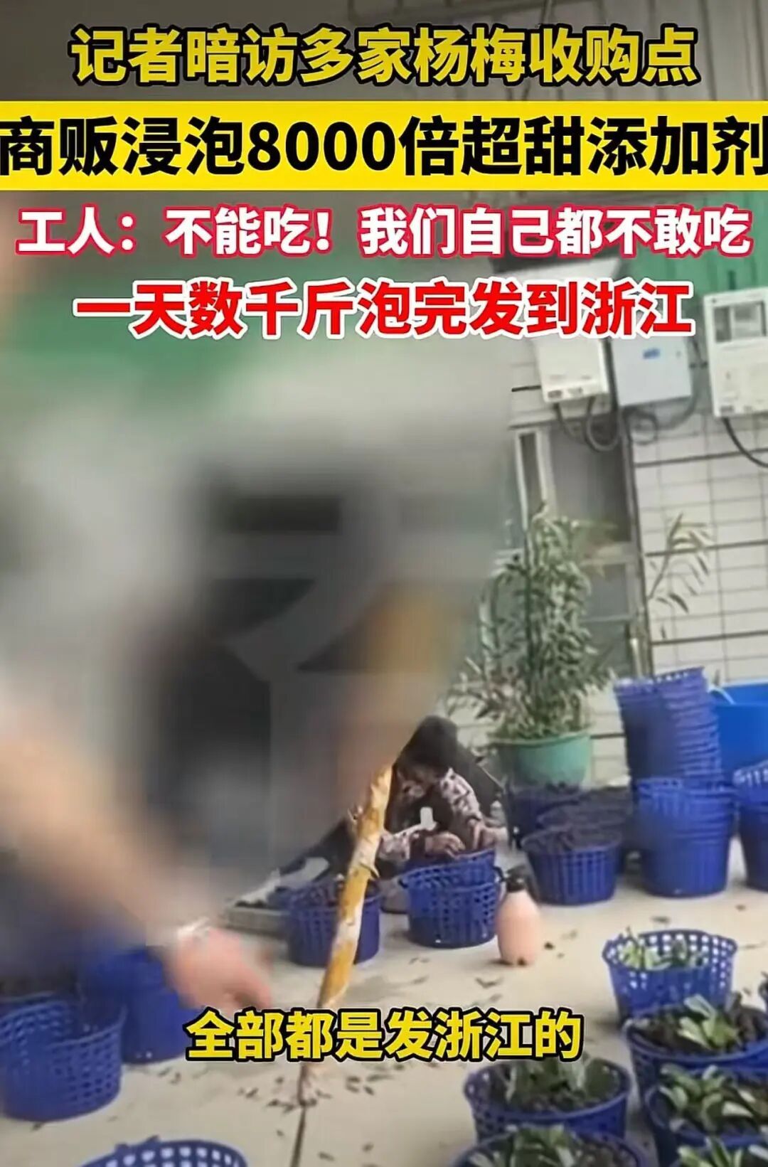 540公斤“泡药杨梅”全部销毁!此前销往江浙沪!上海商户发声 540公斤“泡药杨梅”全部销毁!此前销往江浙沪!上海商户发声