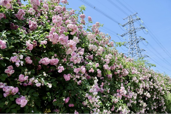 夏日“顶流”!北京这几处蔷薇花墙,出片率100% 夏日“顶流”!北京这几处蔷薇花墙,出片率100%