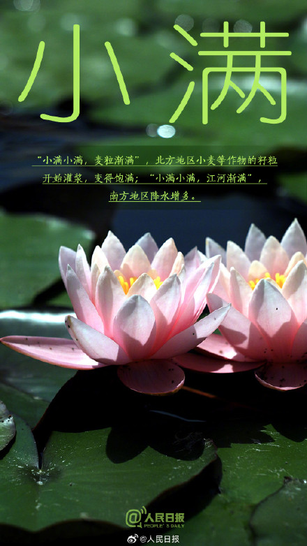 今日，小满遇上521