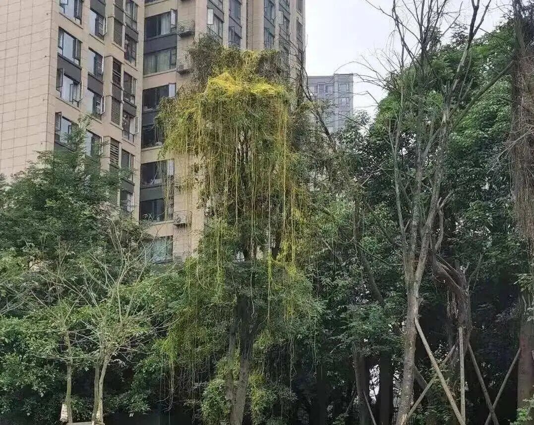 成都街头现“植物吸血鬼” !@成都人,发现请立刻上报 成都街头现“植物吸血鬼” !@成都人,发现请立刻上报