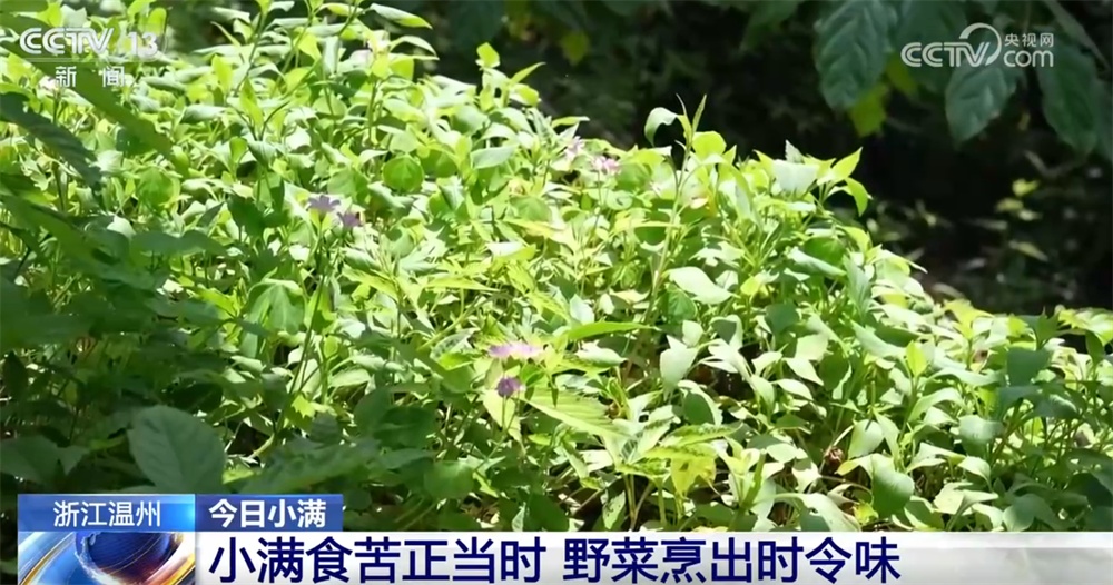 小满至夏意浓 时令佳肴共尝鲜 “邂逅”多彩民俗祈丰收