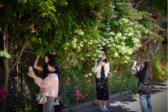 夏日“顶流”!北京这几处蔷薇花墙,出片率100% 夏日“顶流”!北京这几处蔷薇花墙,出片率100%