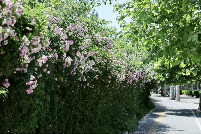 夏日“顶流”!北京这几处蔷薇花墙,出片率100% 夏日“顶流”!北京这几处蔷薇花墙,出片率100%
