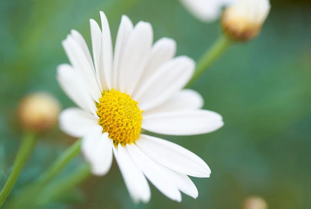 这种花竟是天然“消炎药”!还能助降糖抗敏、改善睡眠… 这种花竟是天然“消炎药”!还能助降糖抗敏、改善睡眠…