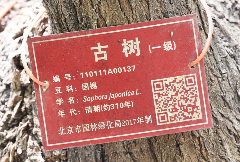 北京古槐“一树两龄”后续来了！树龄统一为310年，“身高胸围”也改了