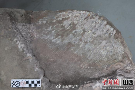 三叠纪最大肺鱼化石现身山西 距今约2.42亿年