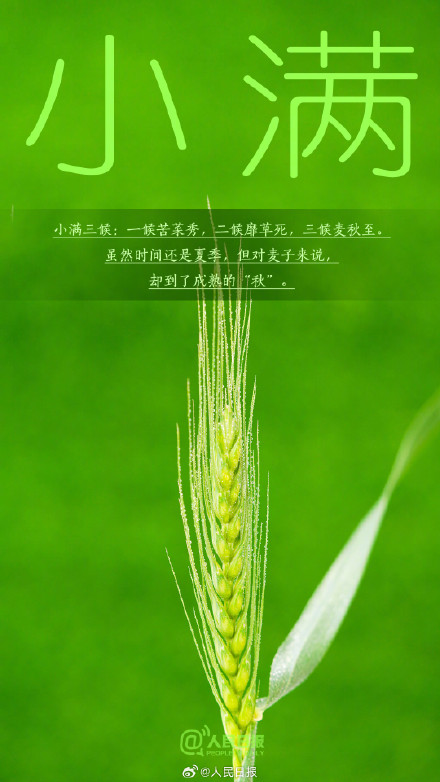 今日，小满遇上521