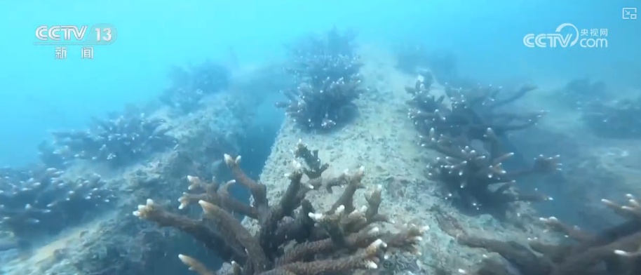 万物共生 美丽中国 | “数”说物种多元、结构稳定的生态宝库 海洋生物加速回归