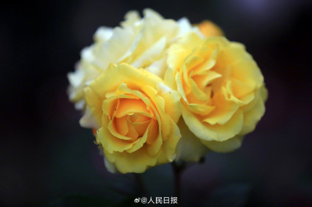 月季是懂中式美学的