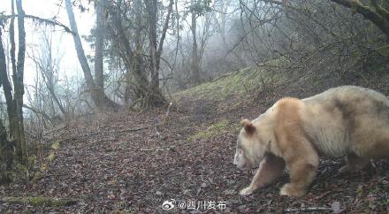 全球唯一野生白色大熊猫亮相四川卧龙 全球唯一野生白色大熊猫亮相四川卧龙