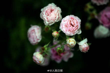 月季是懂中式美学的