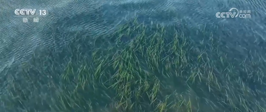 万物共生 美丽中国 | “数”说物种多元、结构稳定的生态宝库 海洋生物加速回归
