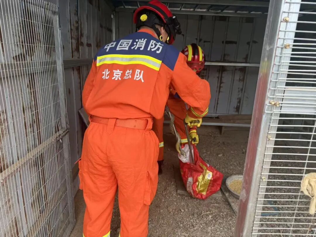 提醒！北京一区近期频繁有蛇出没，一周内接警12起